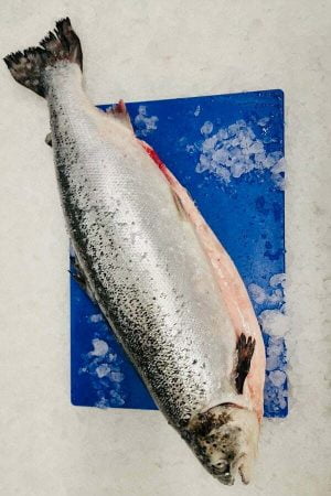 Salmon whole