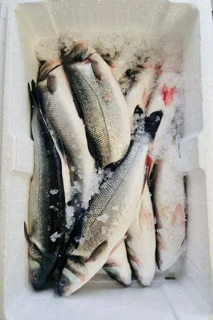 Seabass Farm Box