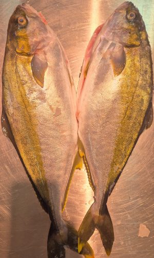 King Fish Yellow Tail