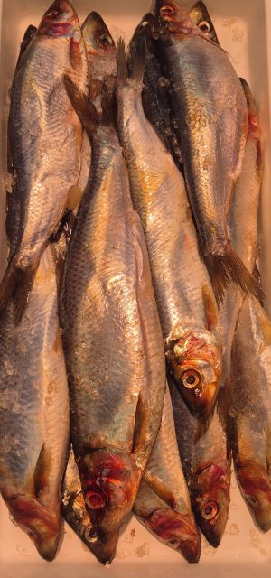Herring