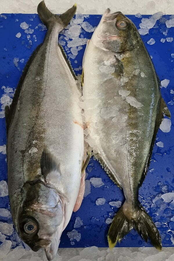 King Fish Yellow Tail International Fresh Fish
